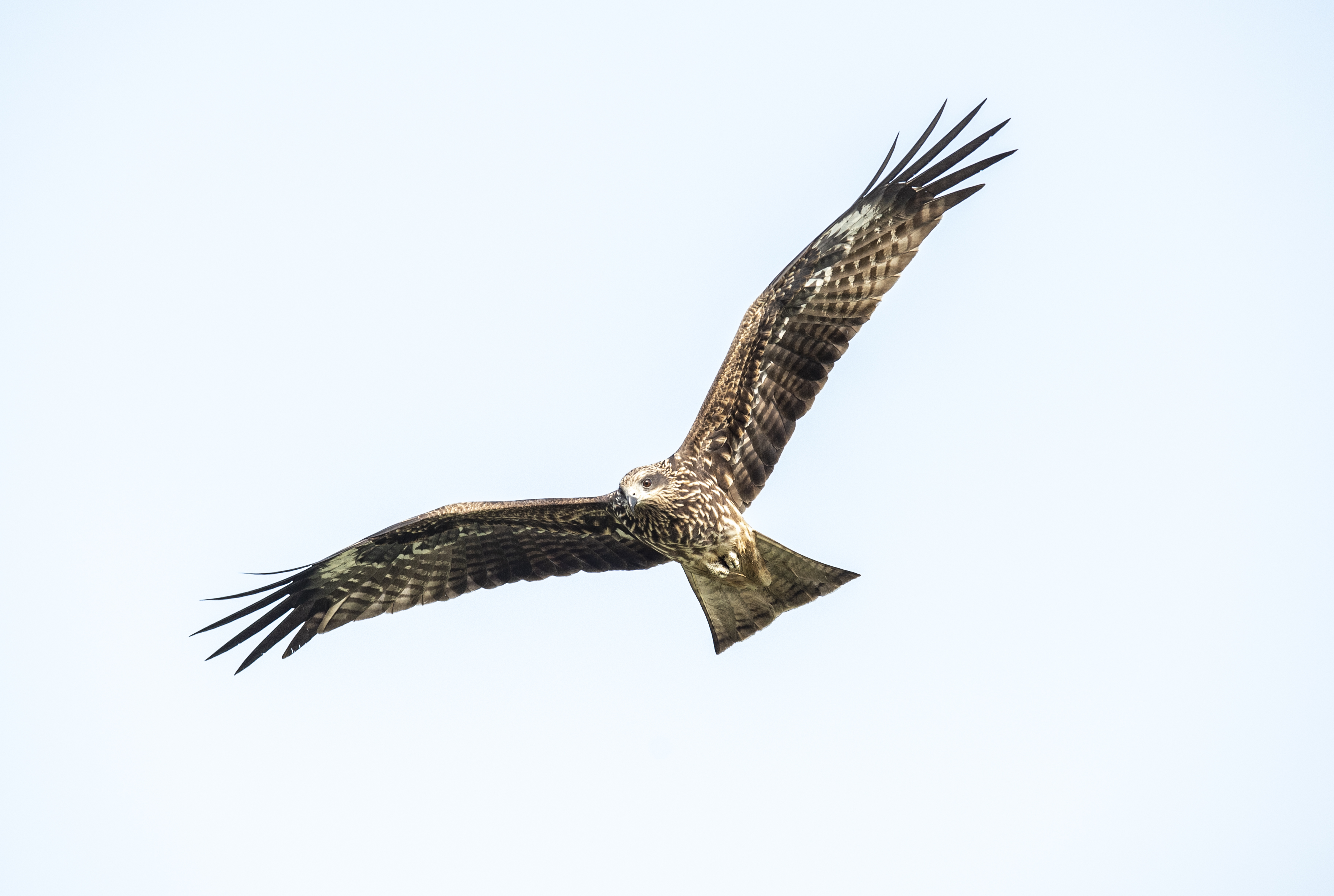 Black Kite